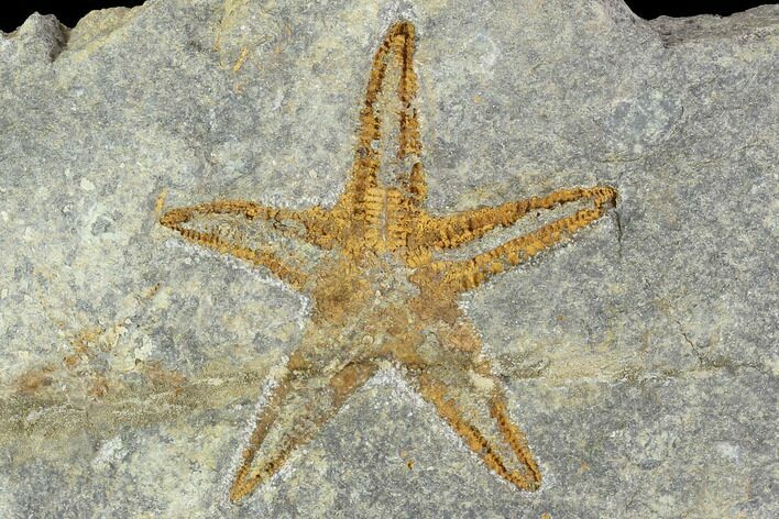 Ordovician Starfish (Petraster?) - Morocco #100127